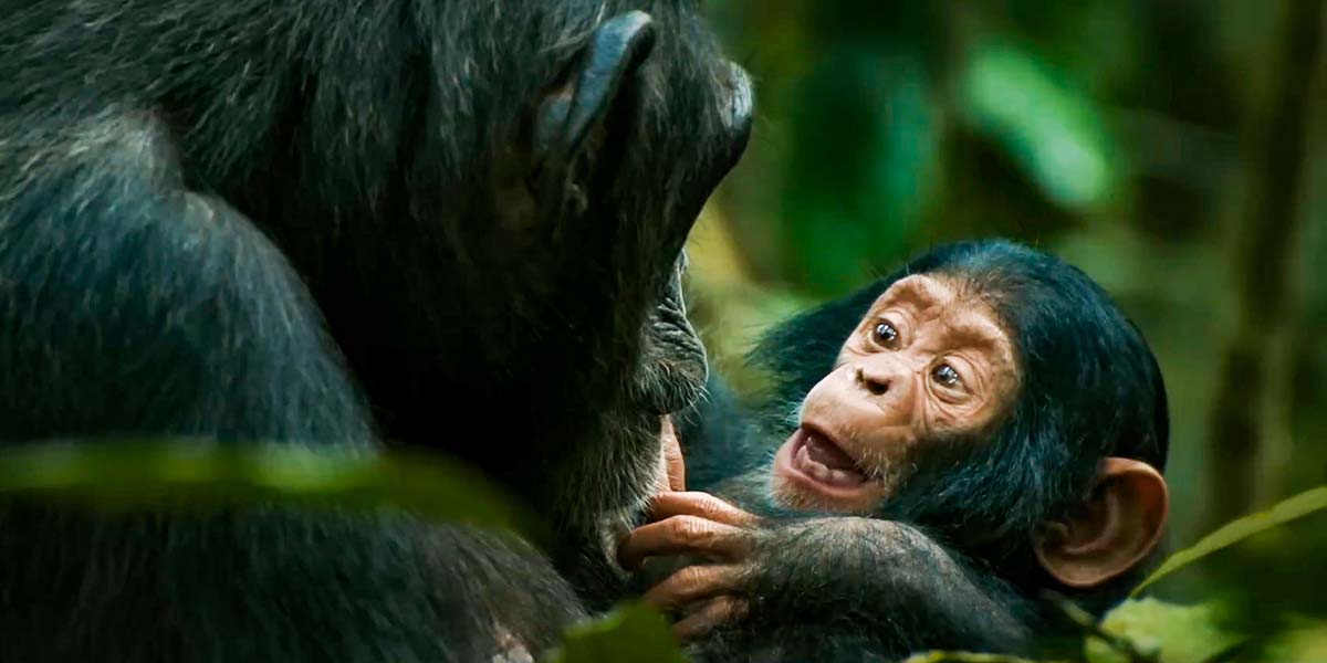 Сериал "Империя шимпанзе" (2023) Постер В Рейтинге